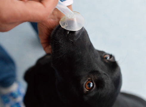 がん探知犬のよる検査